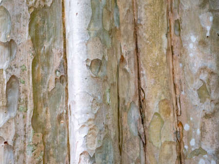 full frame bark of tree for natural background and textureの写真素材