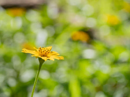 Wedelia trilobata ,Sphagneticola trilobata (Creeping daisy, Trailing daisy, Creeping ox-eye, Climbing wedelia, Rabbits paw or Singapore daisy). Blossom bright yellow flowerの写真素材