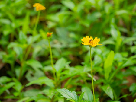 Wedelia trilobata ,Sphagneticola trilobata (Creeping daisy, Trailing daisy, Creeping ox-eye, Climbing wedelia, Rabbits paw or Singapore daisy). Blossom bright yellow flowerの写真素材
