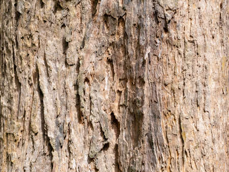 朽ちた木の写真 イラスト素材一覧 1 942件 ストックフォトのamanaimages Plus 朽ちた木の写真 イラスト素材一覧 1 942件 ストックフォトのamanaimages Plus