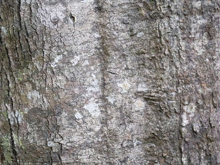 full frame bark of tree for natural background and textureの写真素材