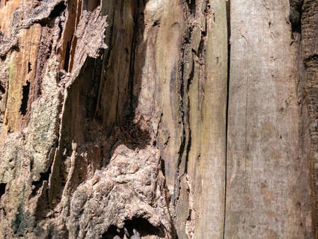 full frame bark of tree with termite walkway for natural background and textureの写真素材