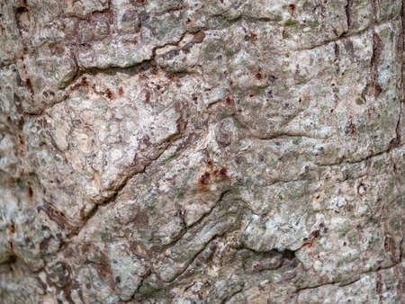 full frame bark of tree for natural background and textureの写真素材