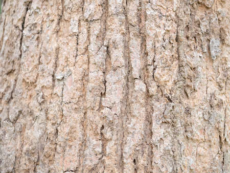 full frame bark of tree for natural background and textureの写真素材
