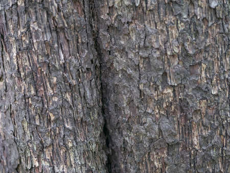 full frame bark of tree for natural background and textureの写真素材