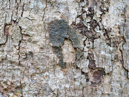 full frame bark of tree for natural background and textureの写真素材
