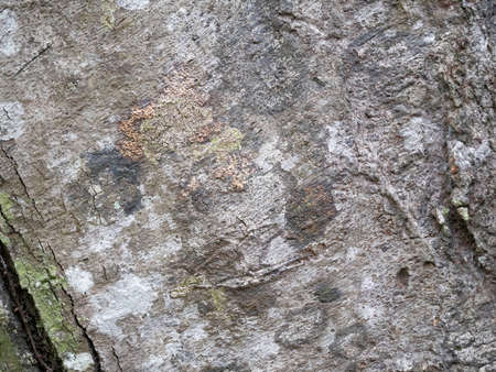 full frame bark of tree for natural background and textureの写真素材