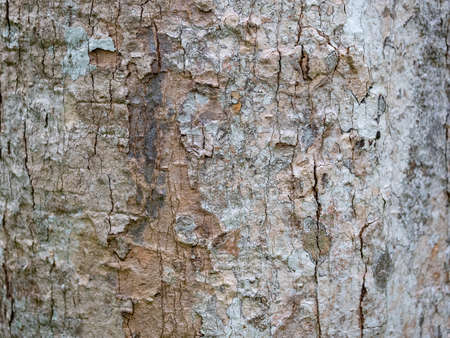 full frame bark of tree for natural background and textureの写真素材