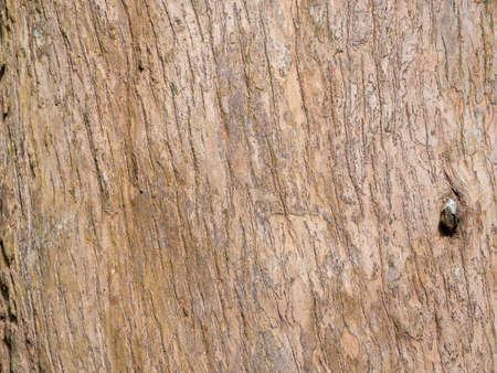full frame bark of tree for natural background and textureの写真素材