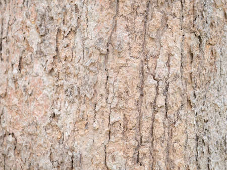full frame bark of tree for natural background and textureの写真素材