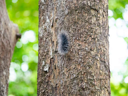 Black hairy catterpillar or large hairy worm on bark of tree trunk in natural tropical forest.の写真素材