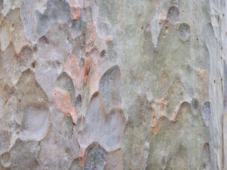 full frame bark of tree for natural background and textureの写真素材