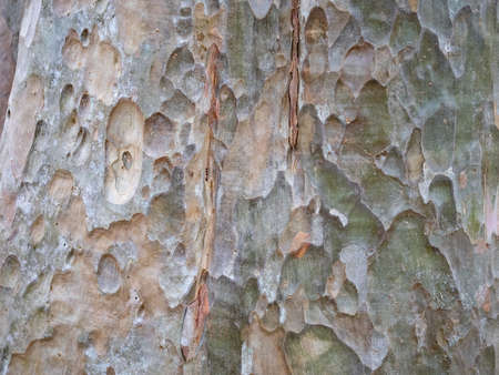 full frame bark of tree for natural background and textureの写真素材