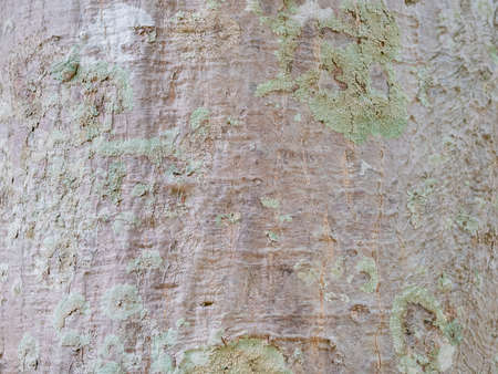 full frame bark of tree for natural background and textureの写真素材