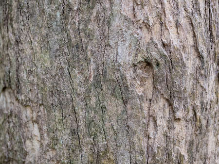 full frame bark of tree for natural background and textureの写真素材