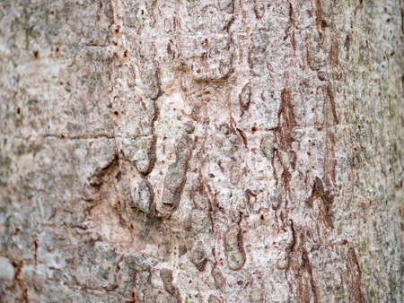 full frame bark of tree for natural background and textureの写真素材