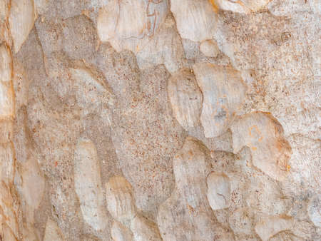 full frame bark of tree for natural background and texture