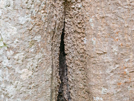 full frame bark of tree for natural background and texture