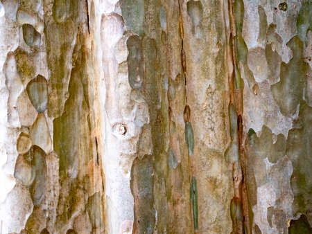 full frame bark of tree for natural background and textureの写真素材
