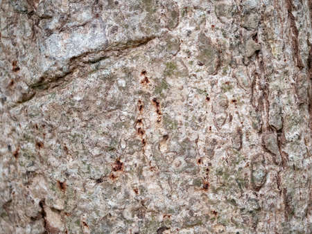 full frame bark of tree for natural background and textureの写真素材