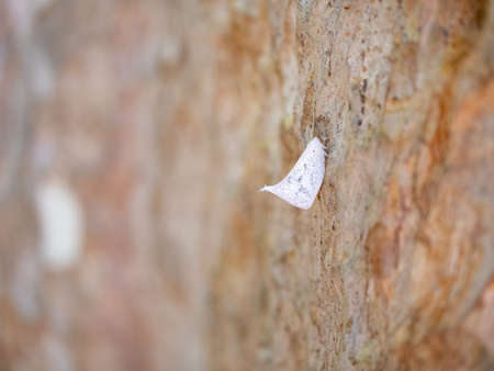 white butterfly insect sitting on bark of treeの写真素材
