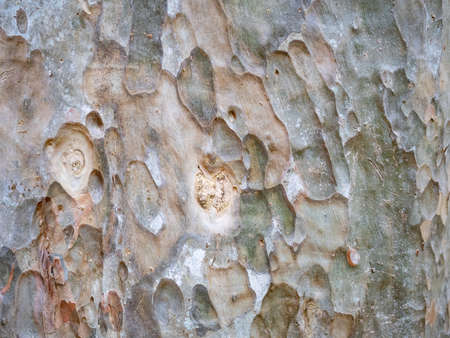 full frame bark of tree for natural background and textureの写真素材