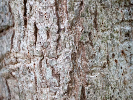 full frame bark of tree for natural background and textureの写真素材