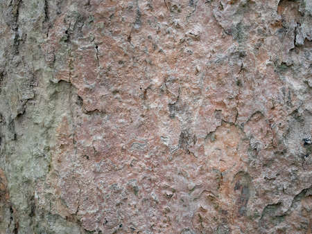 full frame bark of tree for natural background and textureの写真素材