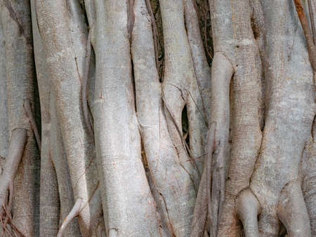 brown trunk of banyan tree forest backgroundの写真素材
