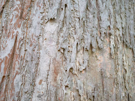 full frame bark of tree for natural background and texture