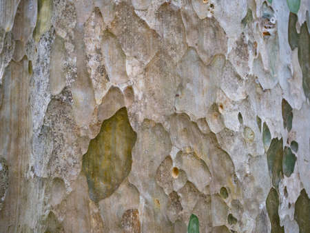 full frame bark of tree for natural background and textureの写真素材