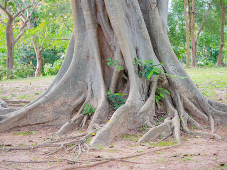 brown trunk of banyan tree forest backgroundの写真素材