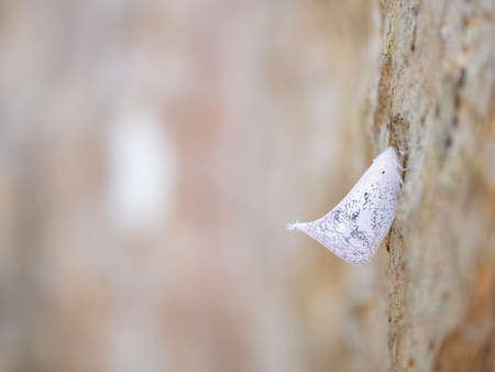 white butterfly insect sitting on bark of treeの写真素材