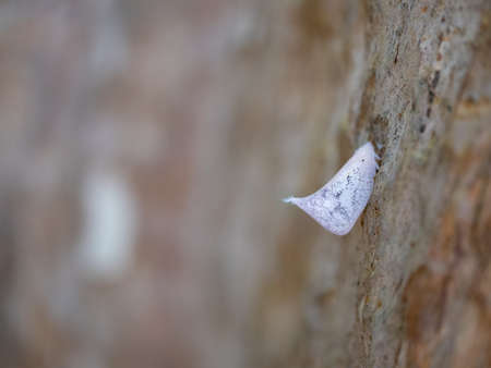 white butterfly insect sitting on bark of treeの写真素材