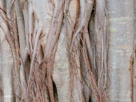 brown trunk of banyan tree forest background