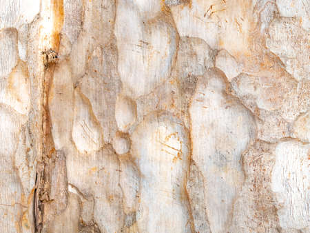 朽ちた木の写真 イラスト素材一覧 1 942件 ストックフォトのamanaimages Plus 朽ちた木の写真 イラスト素材一覧 1 942件 ストックフォトのamanaimages Plus