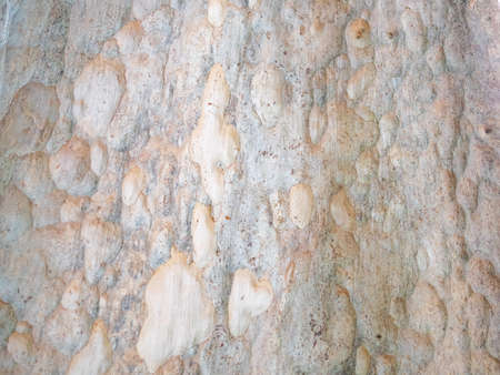 full frame bark of tree for natural background and textureの写真素材