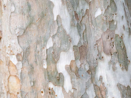 full frame bark of tree for natural background and texture