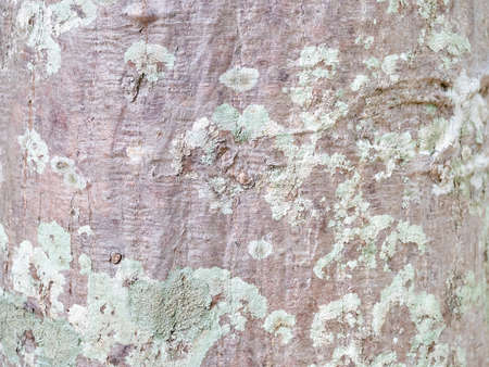 full frame bark of tree for natural background and textureの写真素材