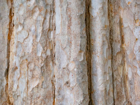 full frame bark of tree for natural background and texture