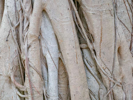 brown trunk of banyan tree forest backgroundの写真素材