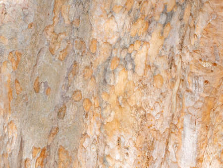 full frame bark of tree for natural background and textureの写真素材