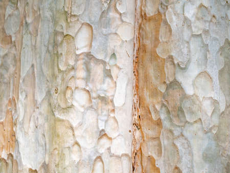 full frame bark of tree for natural background and textureの写真素材