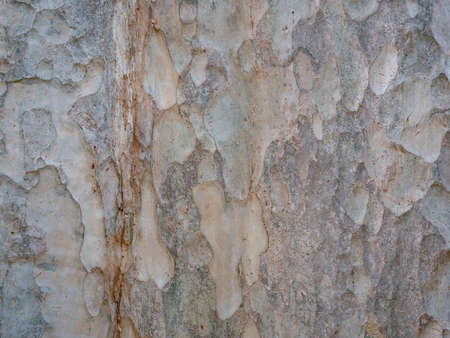 full frame bark of tree for natural background and textureの写真素材
