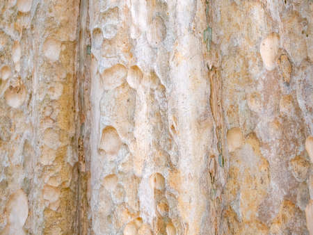 full frame bark of tree for natural background and textureの写真素材