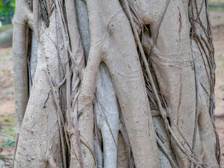 brown trunk of banyan tree forest backgroundの写真素材