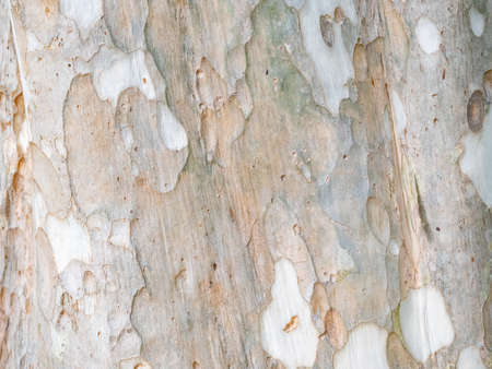 full frame bark of tree for natural background and textureの写真素材