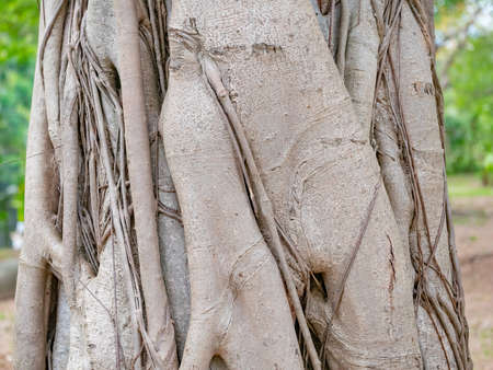 brown trunk of banyan tree forest backgroundの写真素材