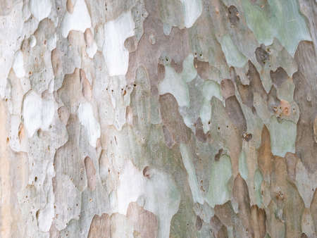 full frame bark of tree for natural background and textureの写真素材