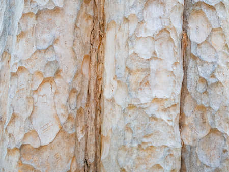 full frame bark of tree for natural background and textureの写真素材